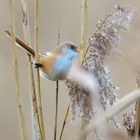 1_Bartmeise fem. (Panurus biarmicus), Bearded reedling, Bigotudo, 