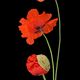 Klatschmohn