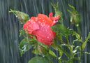 Rote Rose im Regen von Clemens Greiner 