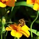 Biene auf schmalblttriger Studentenblume