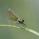 Gebnderte Prachtlibelle - Calopteryx splendes