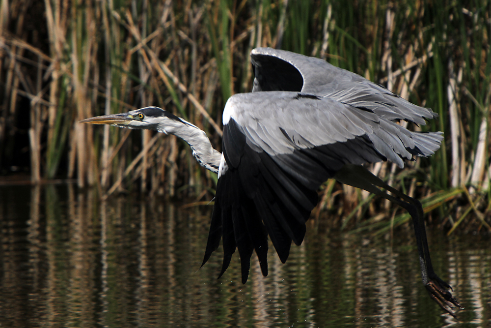 1.Birds of Lake Tisza