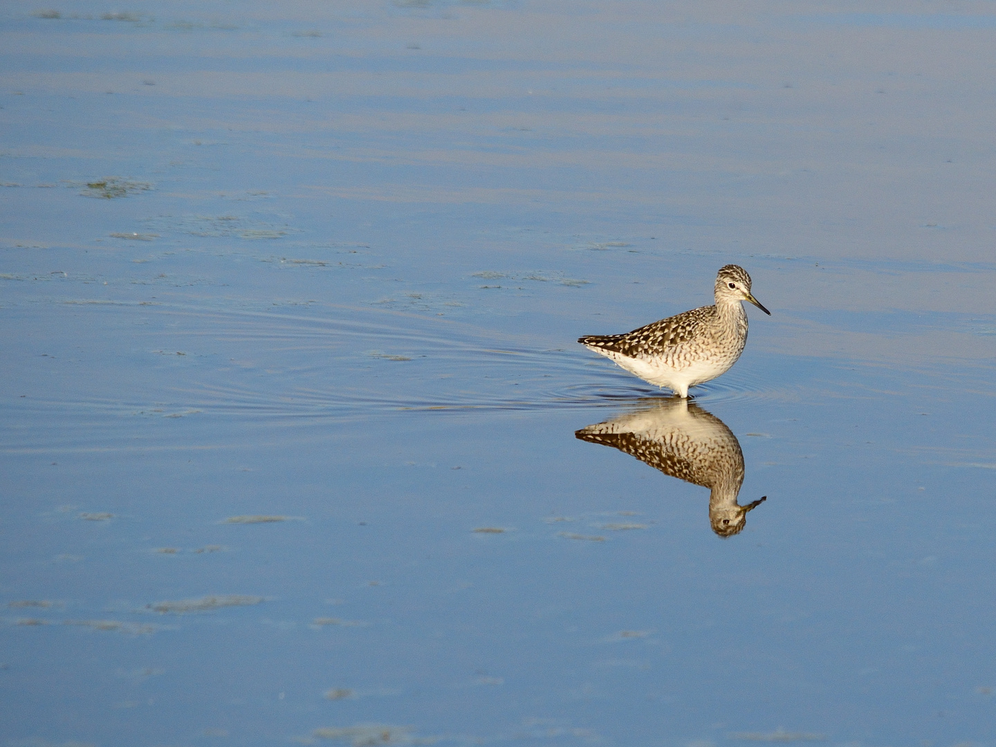 1_Bruchwasserläufer, (Tringa glareola), Wood sandpiper, Andarríos bastardo