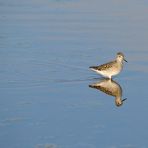 1_Bruchwasserläufer, (Tringa glareola), Wood sandpiper, Andarríos bastardo