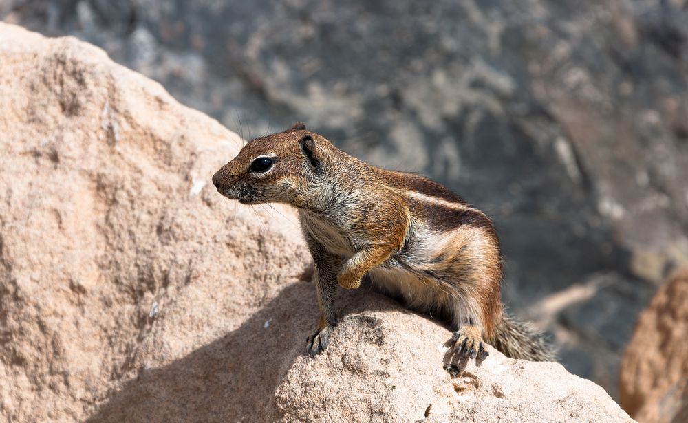 Hörnchen Posing von AnWiEin