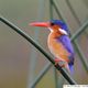 Malachite Kingfisher