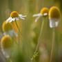 Chamomile's Wind by Roberta Silvestro 