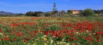 Frühling auf Mallorca by Bernd Hauswald