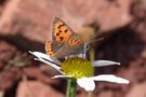 Herbstschmetterling - Kleiner Feuerfalter von SUZIKJU