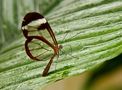 Butterfly with translucent wings by Henk Maurer 