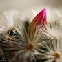 Mammillaria carmenae April17 von Josef Juchem