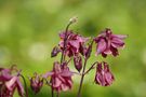 Nahaufnahme, Makro Blüte der Akelei von Karsten66