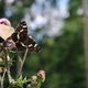 Schmetterlinge im Wald