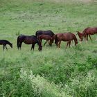 1_Camargue 