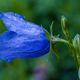 Blaue Hohe Glockenblume