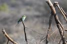 Bee eater von Stjepaaan