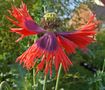 Tanz in den Mohn(tag) von Hantschick Karin