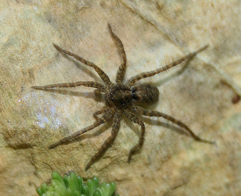 1cent große Spinne am Teich