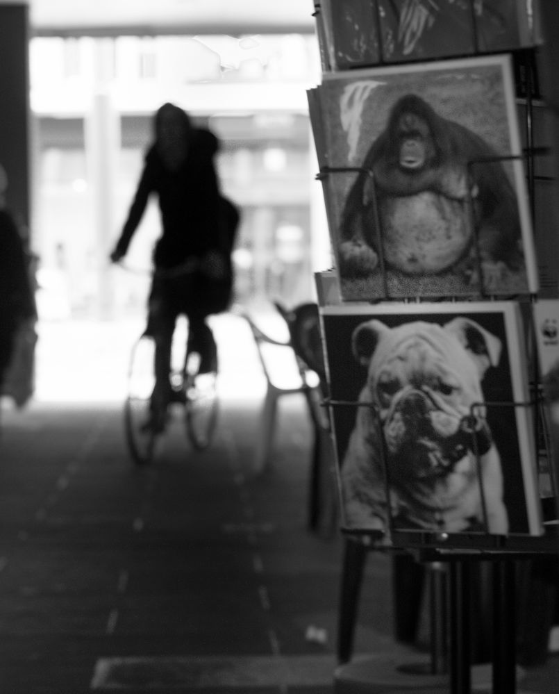 Hund und Radfahrer von jeanp 