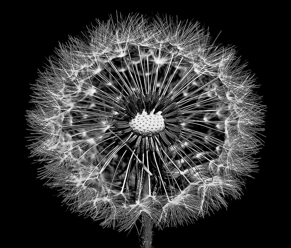 Pusteblume von Fotofreund_50 