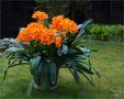 Clivia by FMW51