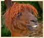 10/04 Natur zum Lachen