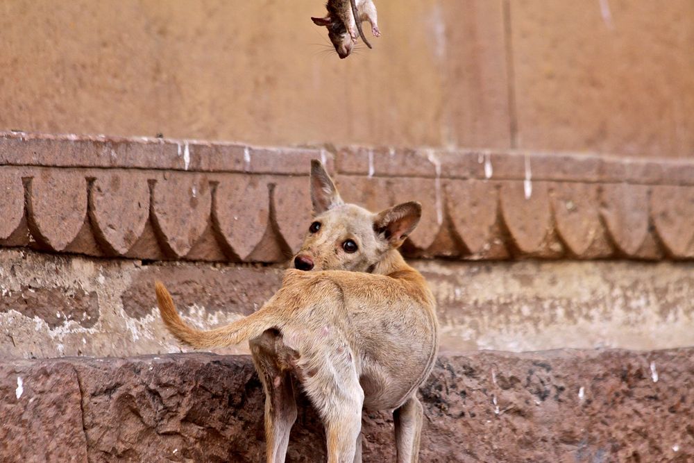 Hund und Ratte von Timo Litters 