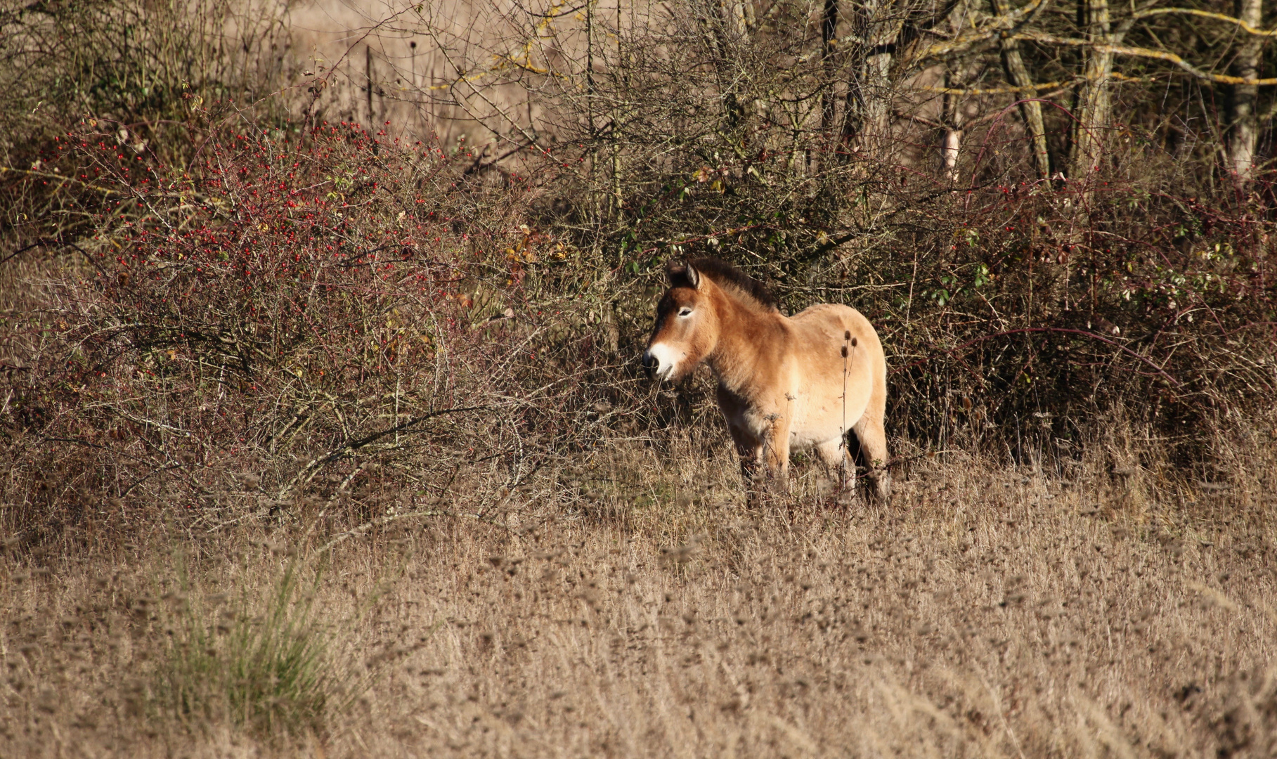 1.Dezemberstimmung bei unseren Wildpferden