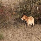 1.Dezemberstimmung bei unseren Wildpferden