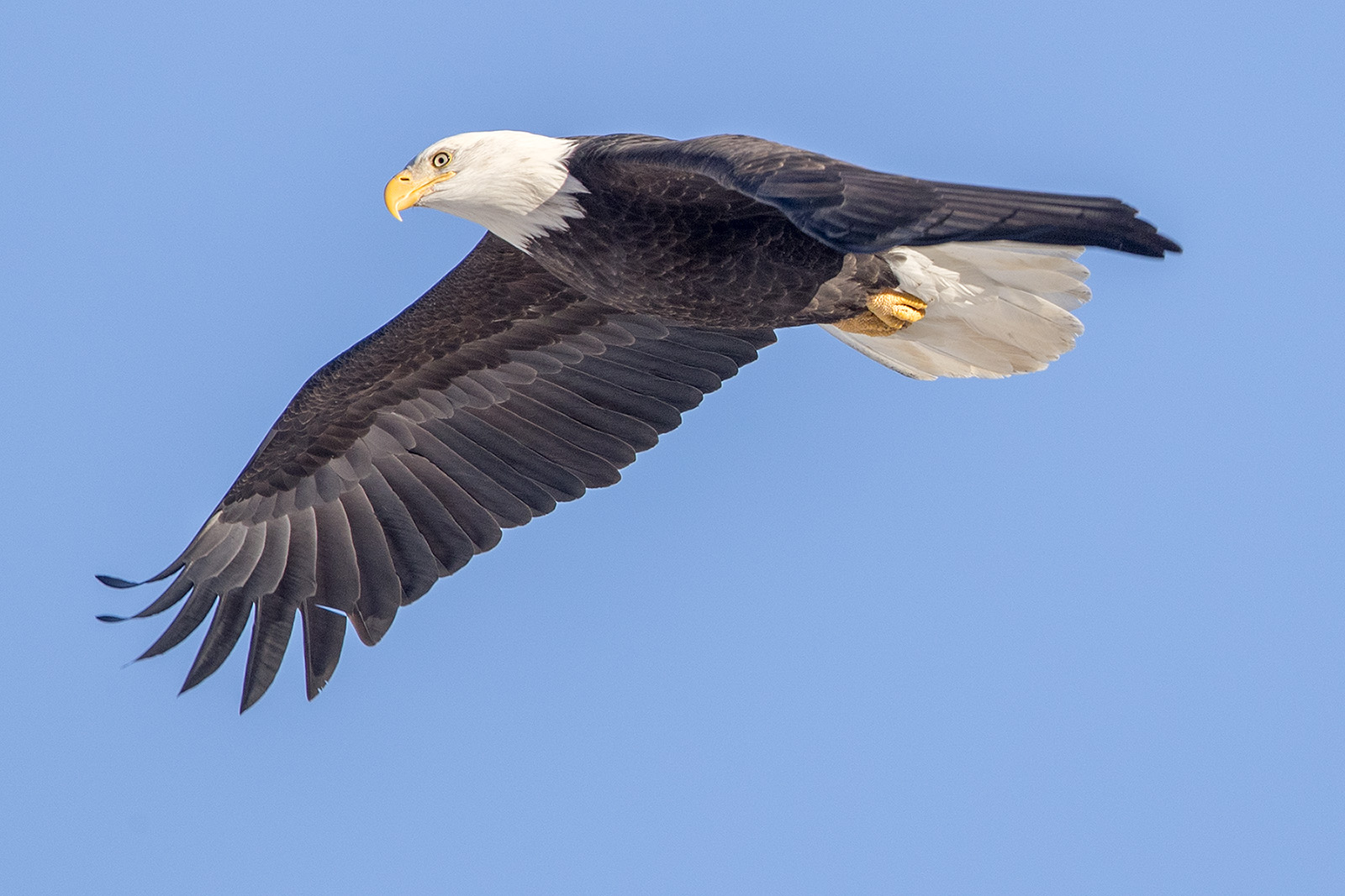 _1DX1388 Weisskopfseeadler