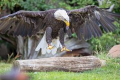 1DX28604_Seeadler