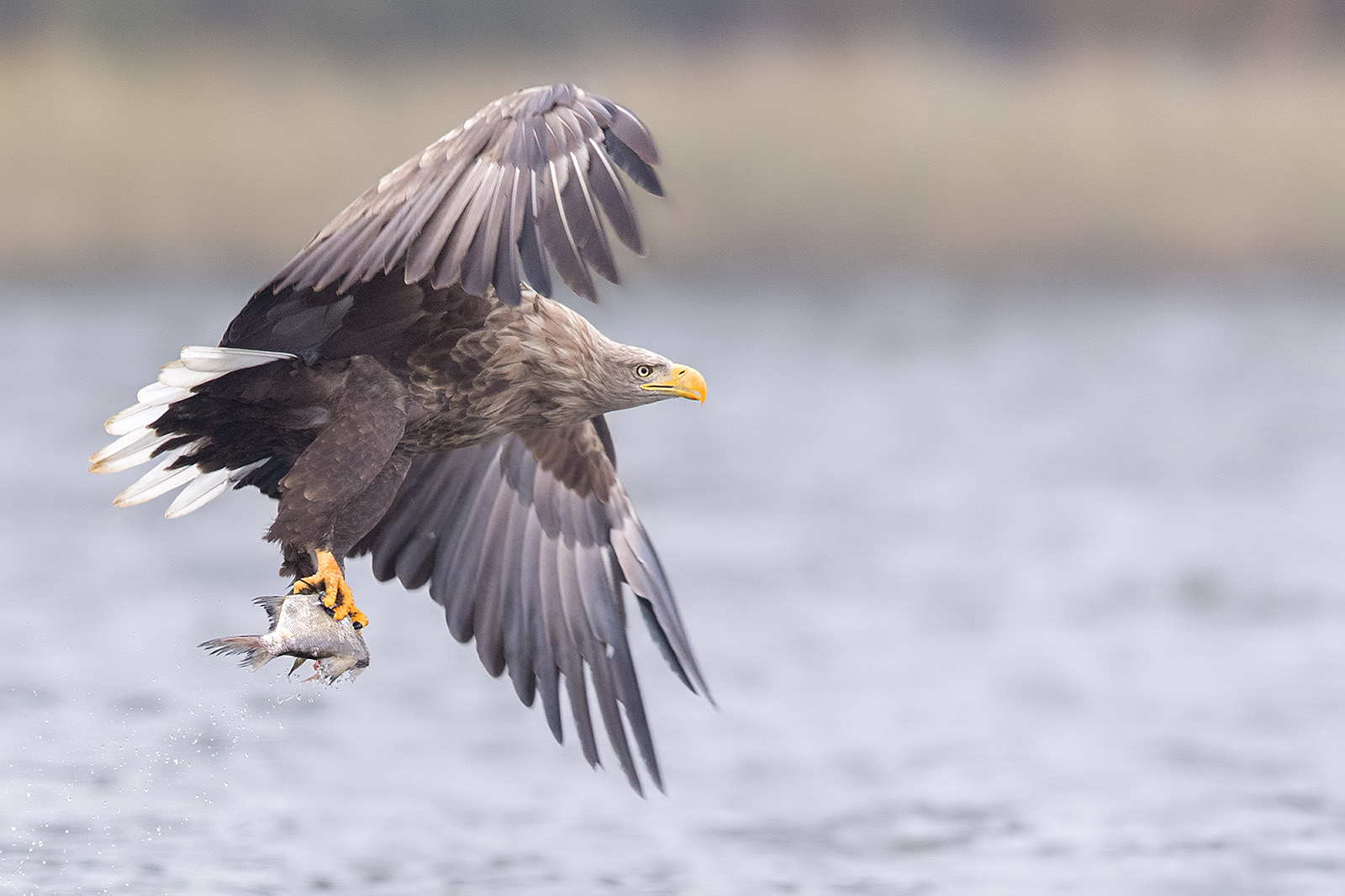 1DX3118 Seeadler mit Fisch