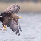 1DX3118 Seeadler mit Fisch