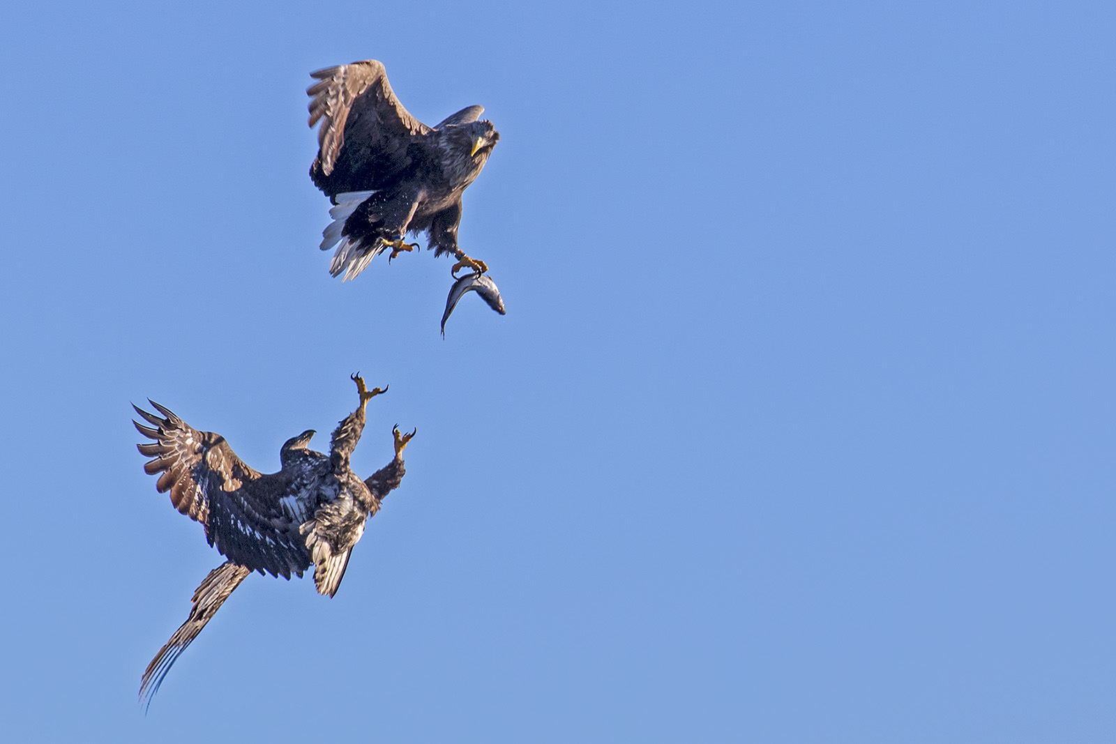 _1DX3914 Seeadler im Luftkampf