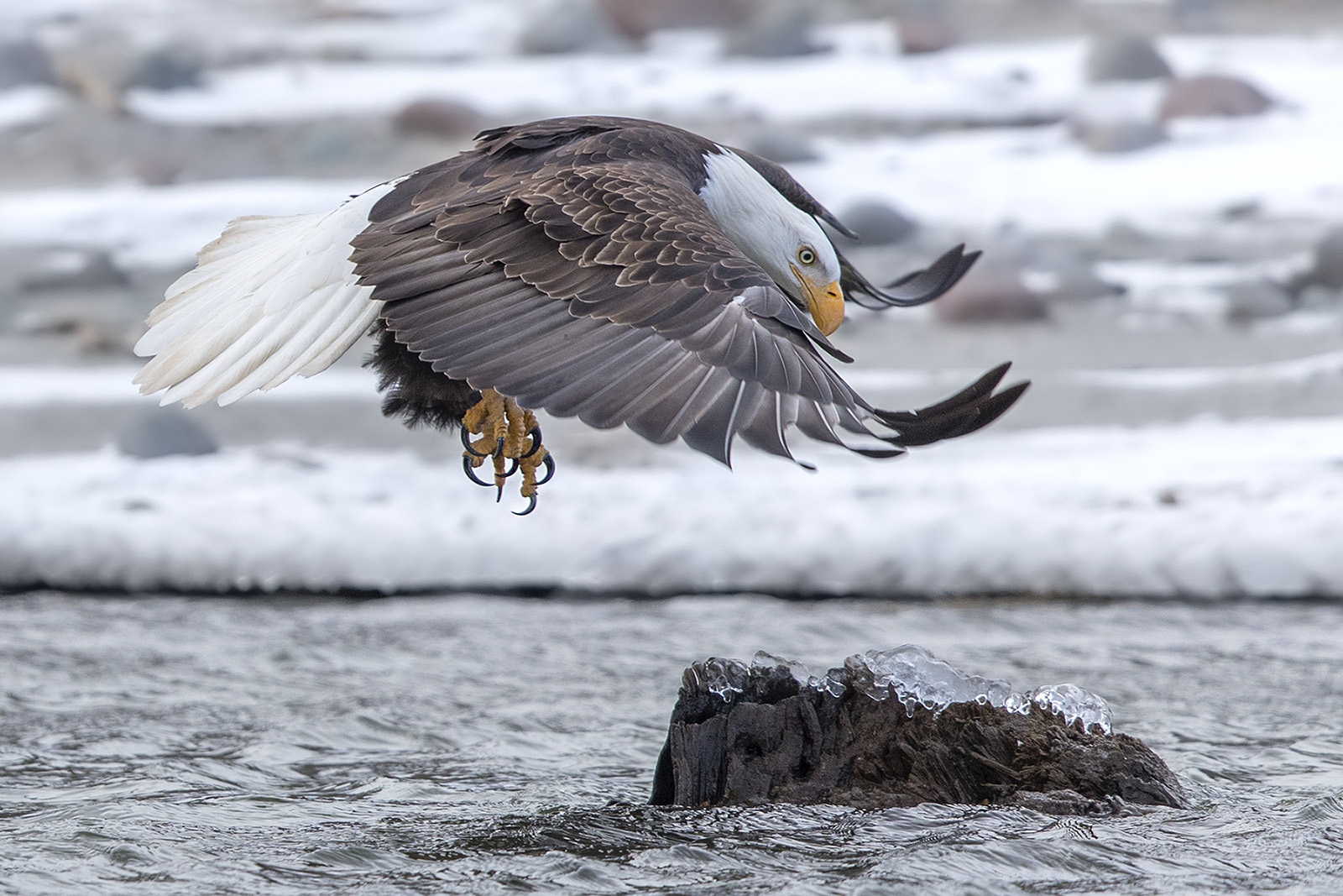 _1DX8374 Weisskopfseeadler bei Landung