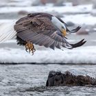 _1DX8374 Weisskopfseeadler bei Landung