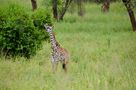 kleine Giraffe von Manu Farmer