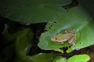 Bei dieser Hitze möchte ich auch ein Frosch sein und den ganzen Tag im Wasser sitzen. von Günter North