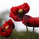 Roter Mohn / Alai