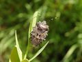 Graue Gartenwanze (Rhaphigaster nebulosa) im heimischen Garten von CSR-Makro