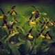 Cypripedium calceolus