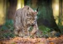 Luchs by Claus Fisser 