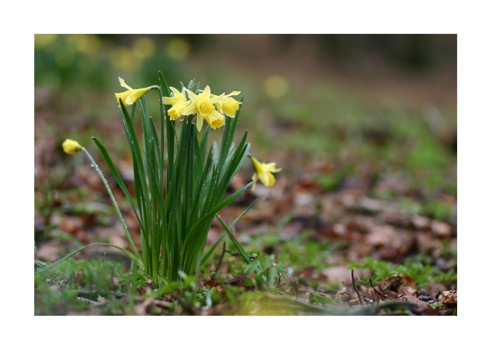 1er bouquet du printemps