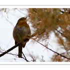 1er novembre - Rouge gorge dans le tamaris sous la pluie.