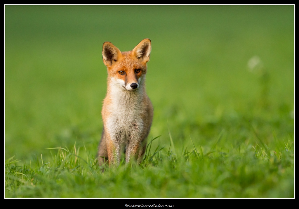 1er renard / Fox / Fuchs