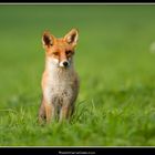 1er renard / Fox / Fuchs