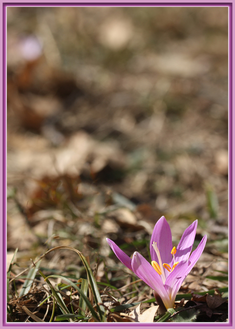 1ere fleur de l'hiver 2016