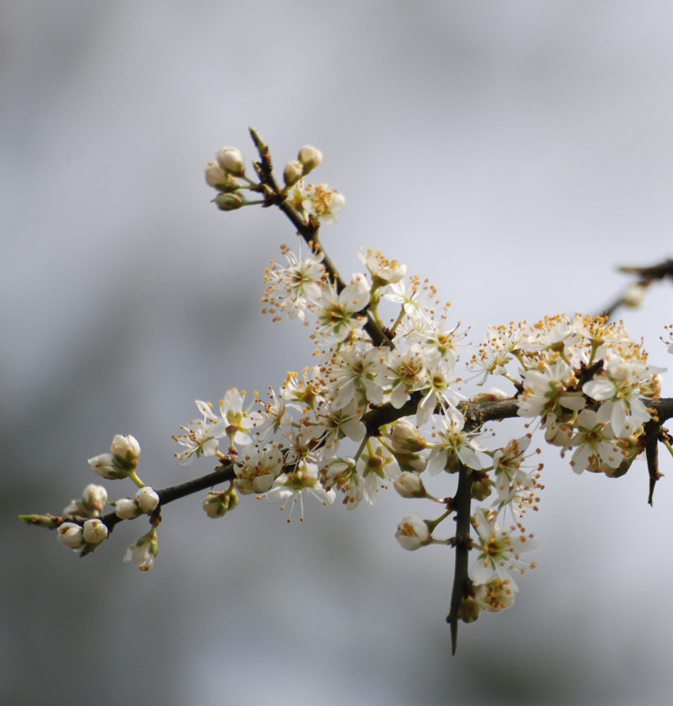 1ère fleurs de primtemps 2