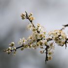 1ère fleurs de primtemps 2