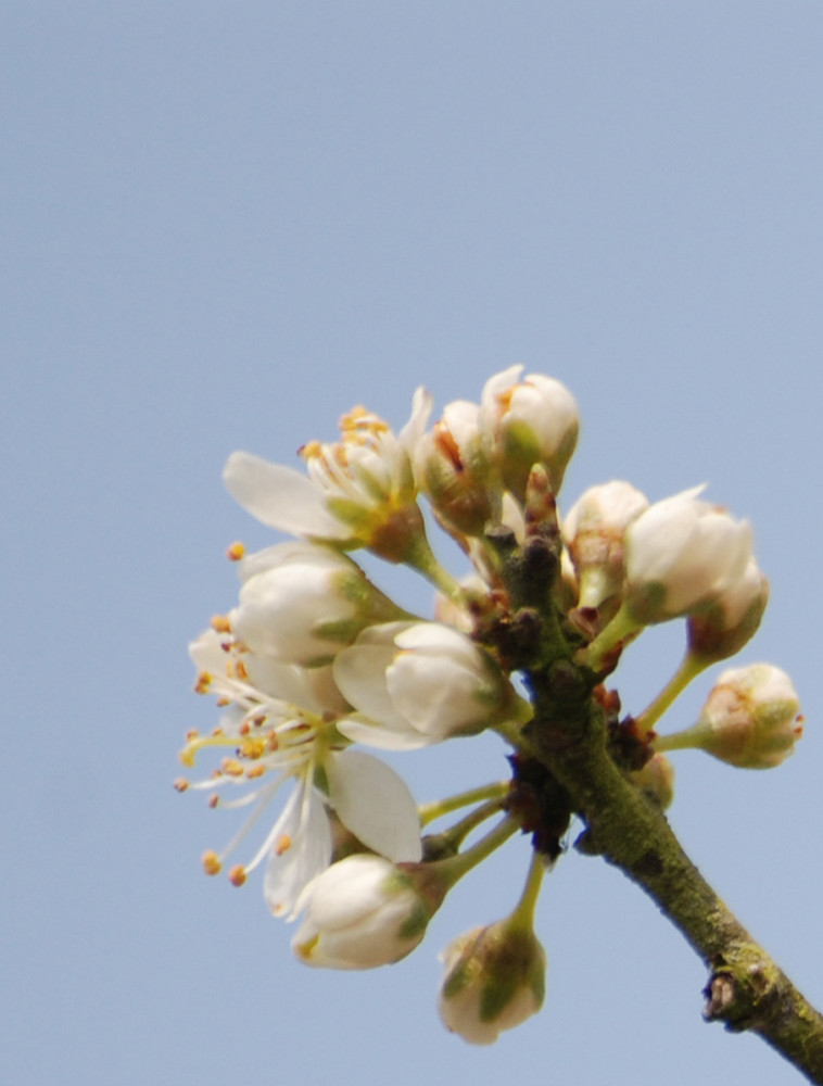 1ère fleurs de printemps